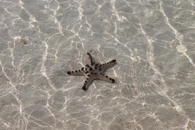 Star Fish Ocean Clear