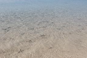 Star Fish Clear Ocean