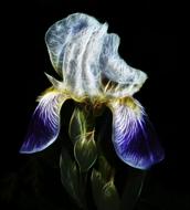 fractalius iris high beard iris