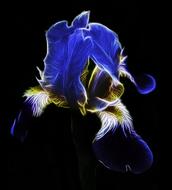 fractalius flower iris