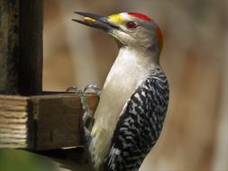 Woodpecker Bird Wildlife