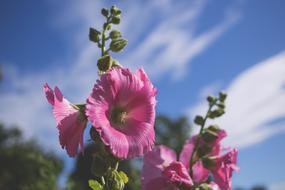 pink wildflowers are beautiful magical flowers