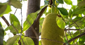 Jackfruit Rai Fruit
