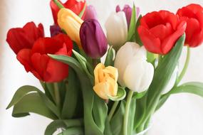 colorful Tulips Bouquet Flowers