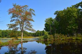 Pond Tree Reflection