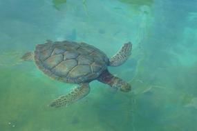 Turtles Sea Fishing