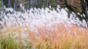 Pompous Grass Nature Tall