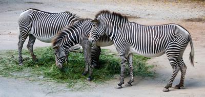 wild zebra animals
