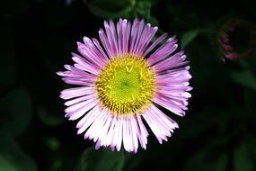 Mexican Daisy Erigeron