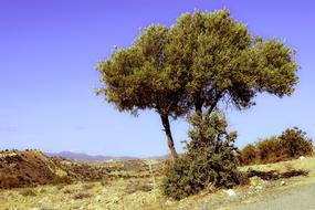 Tree Landscape Countryside