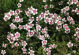 Sweet William Dianthus Barbatus