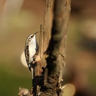 small bird on tree in forest