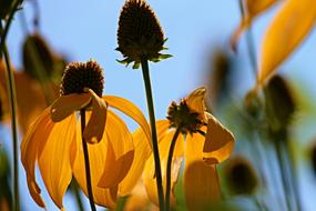 Coneflower Echinacea Korblütler