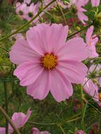 Nature Flower Summer