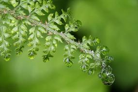 Fern Raindrop Green