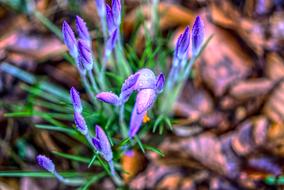 Crocus Blossom Bloom