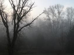 Tree Fog Landscape