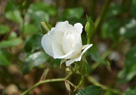 White Rose Bud and Green Foliage