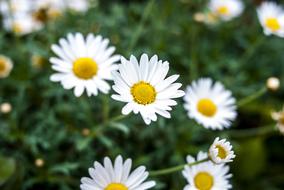 Nature Flower Summer