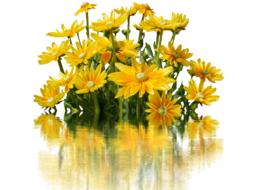 Flowers Yellow Blossom