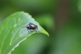 Fly Green Insect