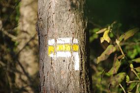 tree sign in the woods
