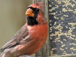 Bird Close Up Male Cardinal Red