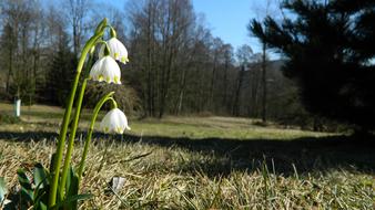 Snowflake White Flowers on meadow