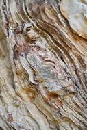 Abstract Texture Tree
