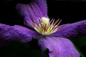 Flower Clematis Nature