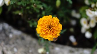 Flower Flowers Yellow