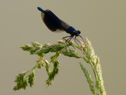 a little bird on green wheat