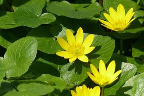 yellow flowers with green leaves