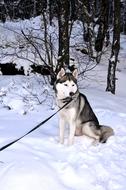 Husky Dog Siberian Sled