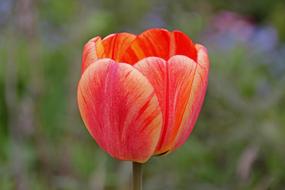 Tulip Flower Spring