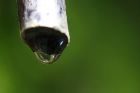 Water Drip Green