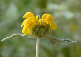 Flower Yellow Plant Green