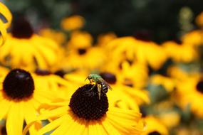 Insect Nature Outdoors macro