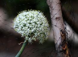 a white flower near the branches