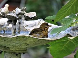 Bird In Bath