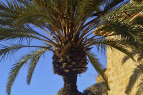 Palm Tree Leaves Of