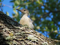 Bird Young Woodpecker