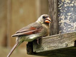 Bird Close Up Female Cardinal