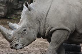 thick-skinned rhinoceros at the zoo