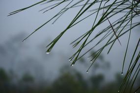 Water Drops Pine Needles Wet