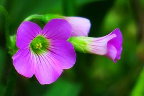 Shamrock Hong Kong Clover Wild