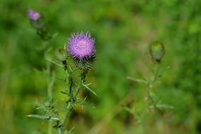 Purple Flower Summer Green