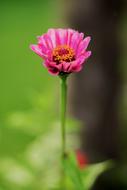 long stemmed flower