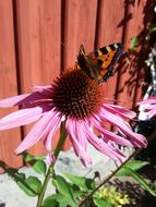 a butterfly on a flower in the grass by the fence.