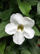 white trumpet Floral